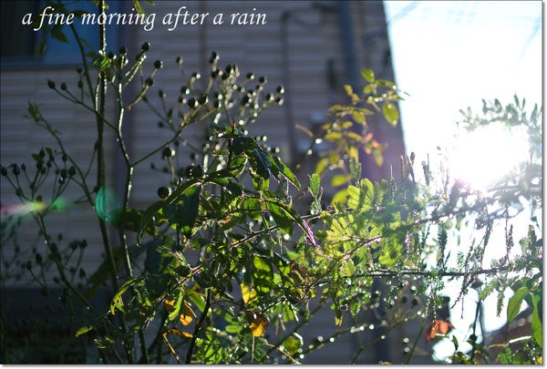 雨上りの朝の庭に咲く花＊秋の訪れ_b0299185_048302.jpg