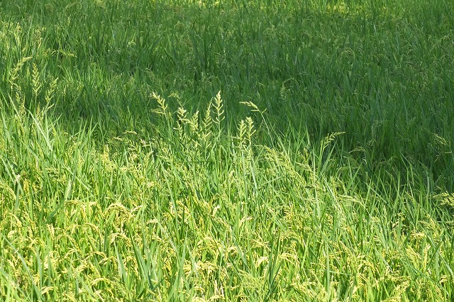 e0070891_18505277.jpg