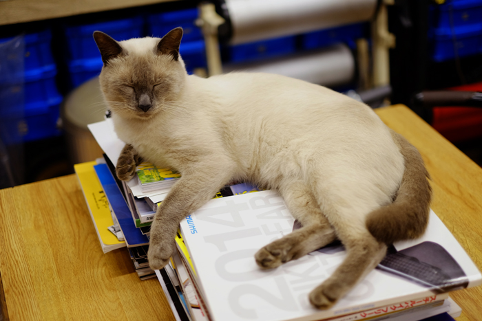 ミャンミャン 本占領 Camera Bike Life Like