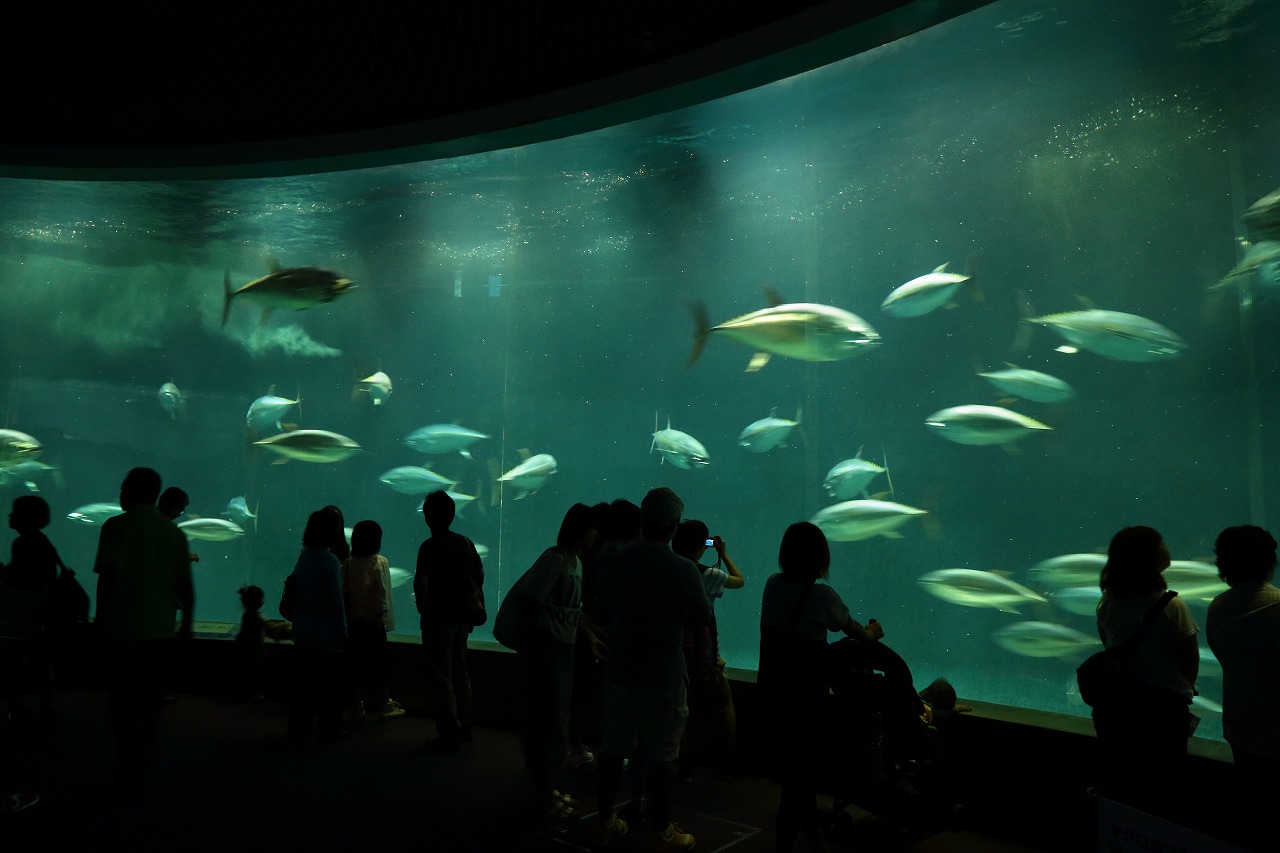 マグロの回遊 まわる まわる 旅プラスの日記 マグロの回遊 まわる まわる 旅プラスの日記