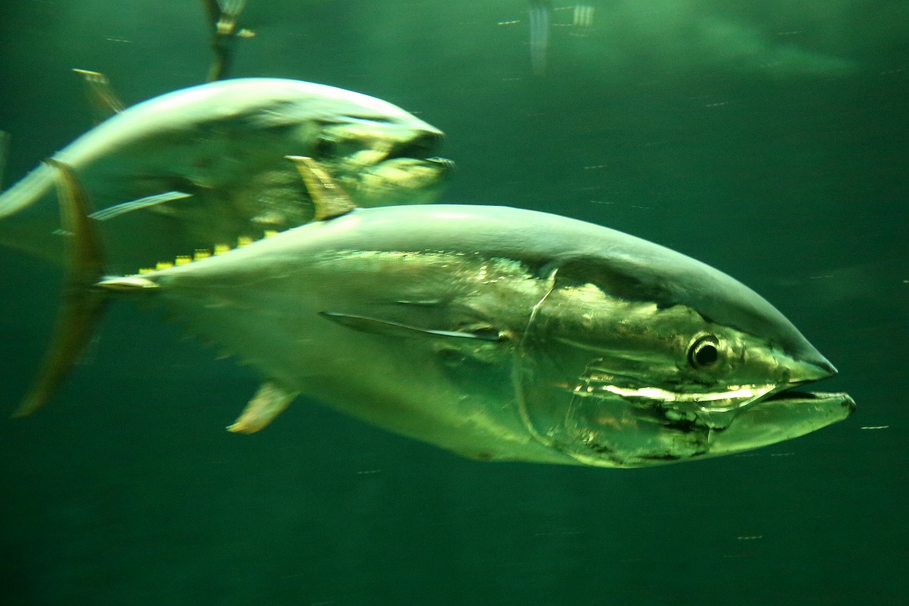 マグロの回遊 まわる まわる 旅プラスの日記 マグロの回遊 まわる まわる 旅プラスの日記