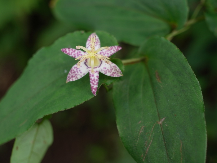 御岳山の花図鑑(9月) その2_e0276411_1547516.jpg