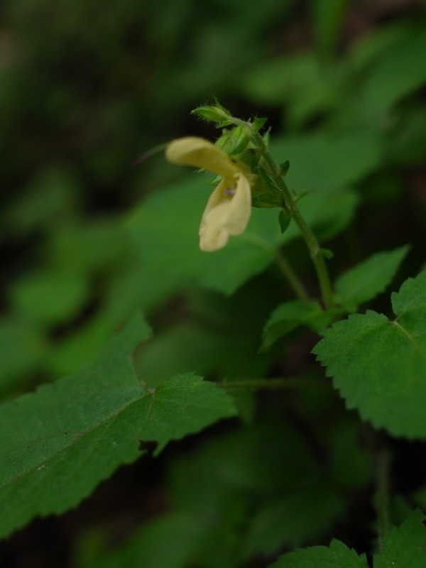 御岳山の花図鑑(9月) その2_e0276411_154788.jpg