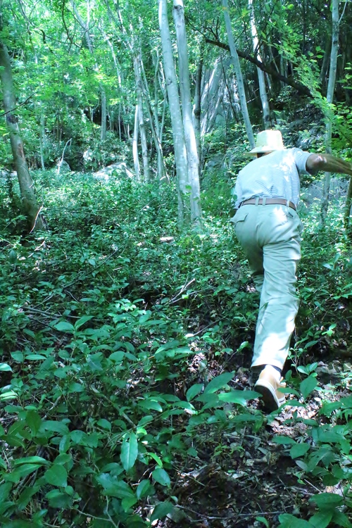 デカス 「これぞ、足助のお茶」_b0220318_0132293.jpg