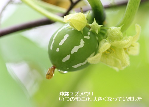 a0067720_2045881.jpg