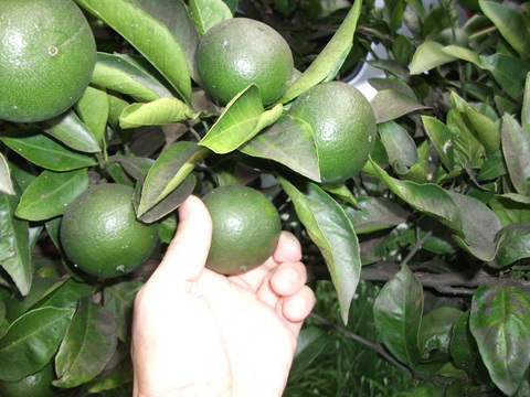 a0279321_142254100.jpg