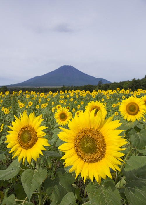 山麓に咲く_e0238623_922488.jpg