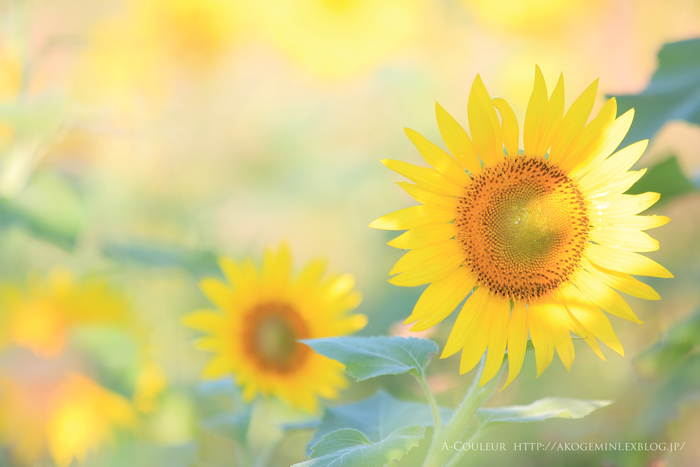 「花火写真＆夏イチショット」当選者発表！すてき写真にも注目！_f0357923_15431551.jpg