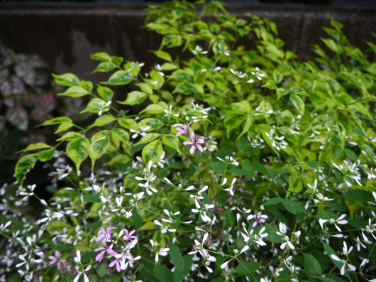雨の日に裏庭で。。。_a0228333_16175625.jpg