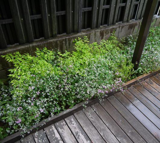 雨の日に裏庭で。。。_a0228333_16184964.jpg