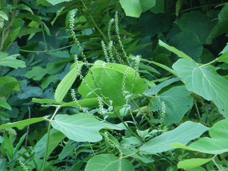 周辺の田んぼ、秋間近を示す植物たち_a0123836_1650384.jpg