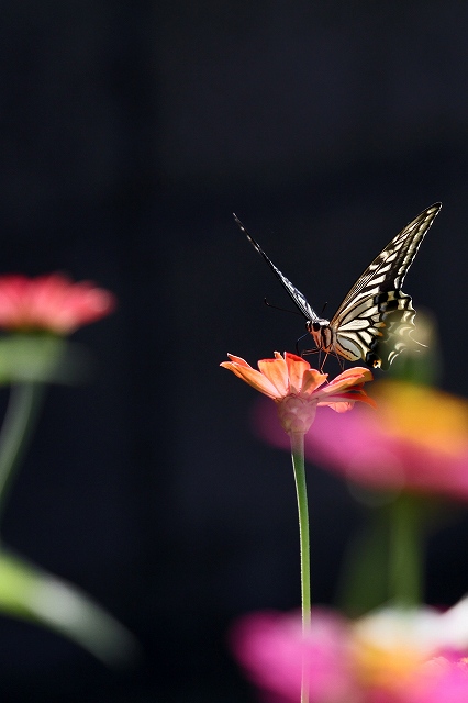 a0242438_20102555.jpg