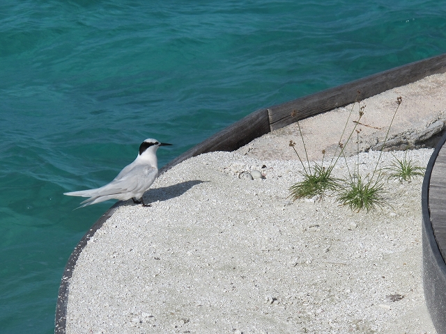 海辺のペア鳥　_a0135439_16523494.jpg