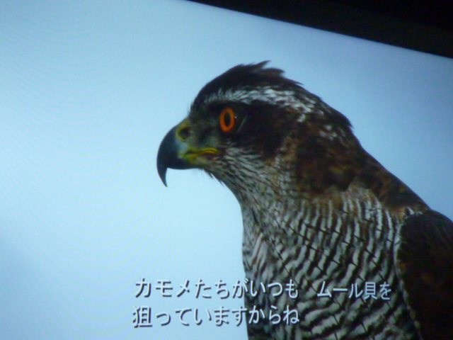 ムール貝は食べたことないと思う_b0217741_03285310.jpg