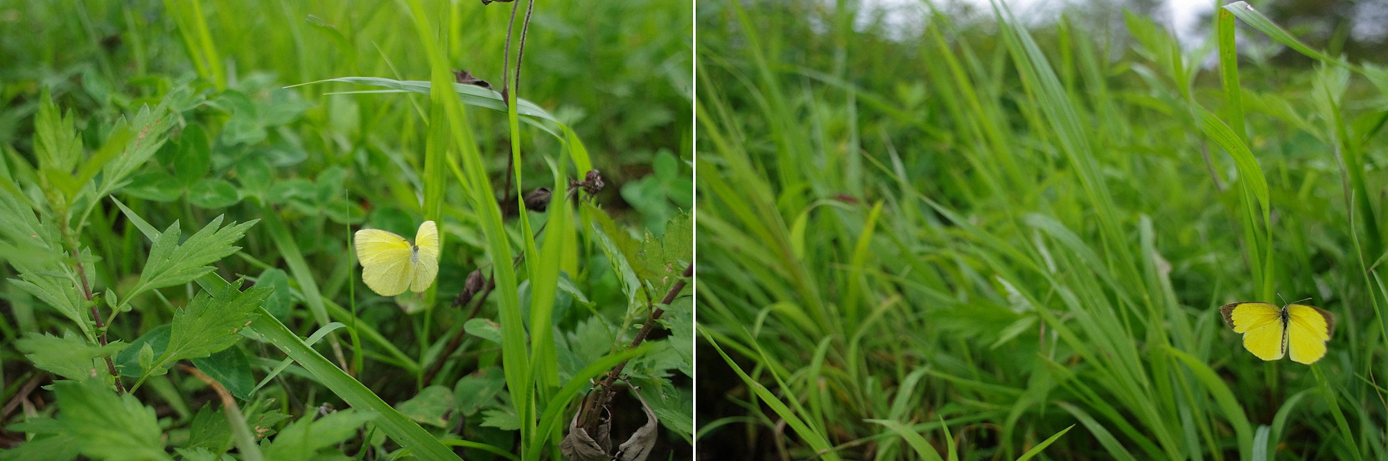 ２０１４．９．３ 栃木県・鬼怒川河川敷　 （１） ツマグロキチョウ　　　２０１４．９．５ （記）_a0181059_2019479.jpg