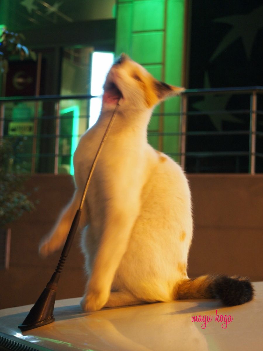 歯みがき_e0255060_23595681.jpg