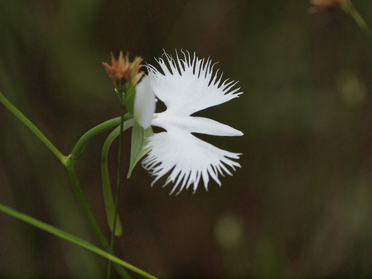 鷺草 サギソウ の花 麗しく咲いて 自然風の自然風だより
