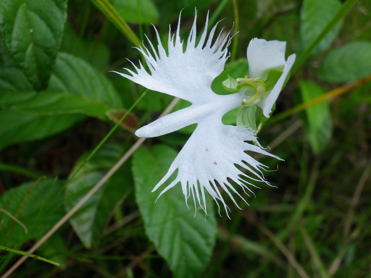 鷺草 サギソウ の花 麗しく咲いて 自然風の自然風だより