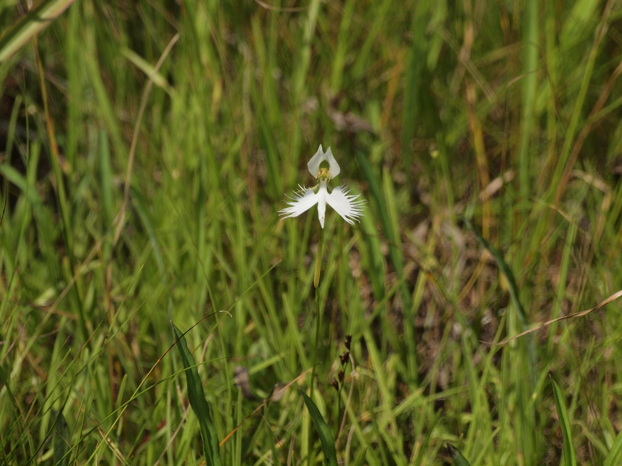 鷺草 サギソウ の花 麗しく咲いて 自然風の自然風だより