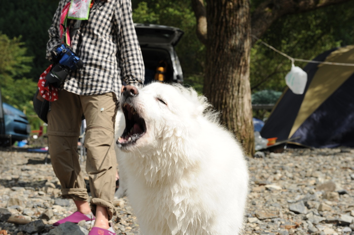 朽木で川遊び♪_a0049296_18434638.jpg