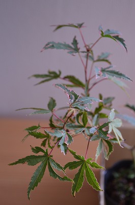 ws「木に樹を植えてみよう」in森のマルシェ_a0233896_13201246.jpg