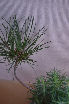 ws「木に樹を植えてみよう」in森のマルシェ_a0233896_13224723.jpg