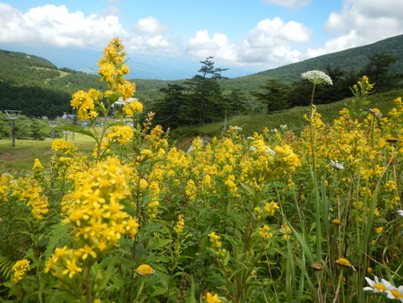 秋の花ざかり_e0120896_7513551.jpg