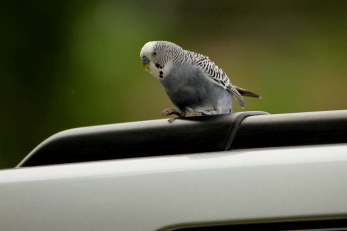 迷子のセキセイインコさん飛来！_c0319902_08355439.jpg