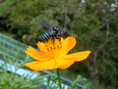 c0062511_9411437.jpg