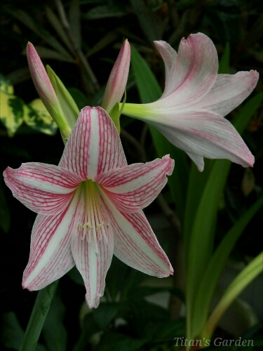 Hippeastrum reticulatum var. striatifolium_b0099813_1124392.jpg