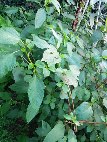 肌寒い「ファーム」で。_a0125419_06380149.jpg