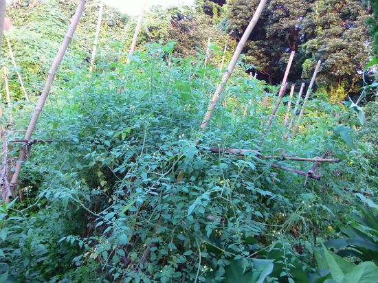 肌寒い「ファーム」で。_a0125419_06423455.jpg
