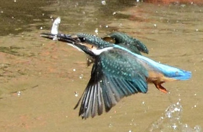 北の森からエゾリスと野鳥便り _d0098721_1863128.jpg