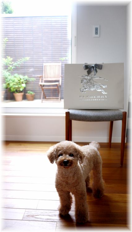 BURBERRYでのお買い物♪_f0143227_19545284.jpg