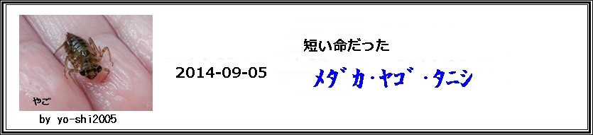 めだか・やご・たにし_e0033229_18221118.jpg