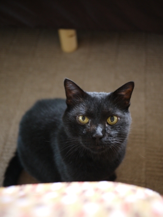 猫のお友だち ポーくん編。_a0143140_18424126.jpg