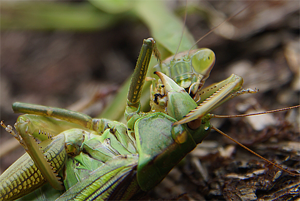 カマキリ 清治の花便り