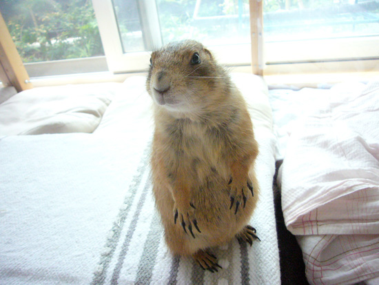 もんちゃん_a0303951_025135.jpg