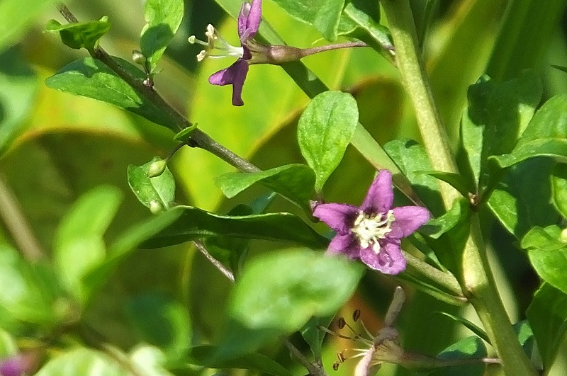 アオサギ、小さな花　、蝶など　　　　　　　　_b0236251_1295420.jpg