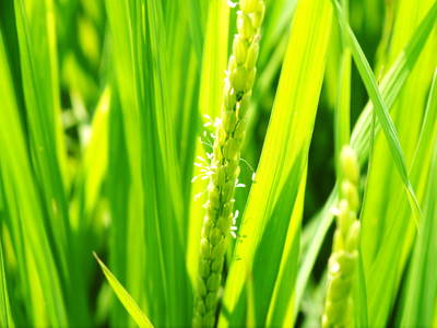 七城米　長尾農園　美しすぎる田んぼに、お米の花が咲きました_a0254656_16383874.jpg