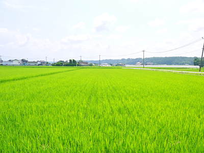 七城米　長尾農園　美しすぎる田んぼに、お米の花が咲きました_a0254656_16473983.jpg