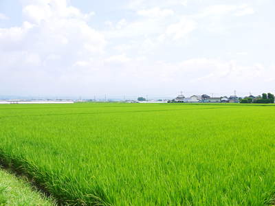 七城米　長尾農園　美しすぎる田んぼに、お米の花が咲きました_a0254656_171179.jpg