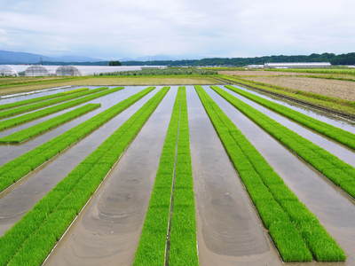 七城米　長尾農園　美しすぎる田んぼに、お米の花が咲きました_a0254656_17393220.jpg