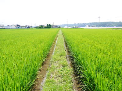 七城米　長尾農園　美しすぎる田んぼに、お米の花が咲きました_a0254656_1755373.jpg