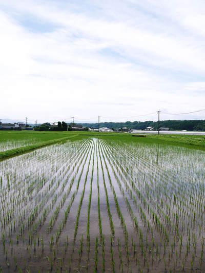 七城米　長尾農園　美しすぎる田んぼに、お米の花が咲きました_a0254656_17571498.jpg