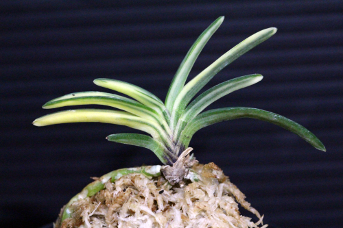 富貴蘭：隼 : The blog of meraki