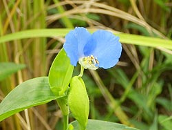 9月5日の田んぼ(上目黒小・枝野小)_d0247484_12592827.jpg