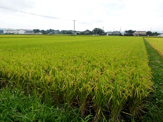9月5日の田んぼ(上目黒小・枝野小)_d0247484_1304743.jpg