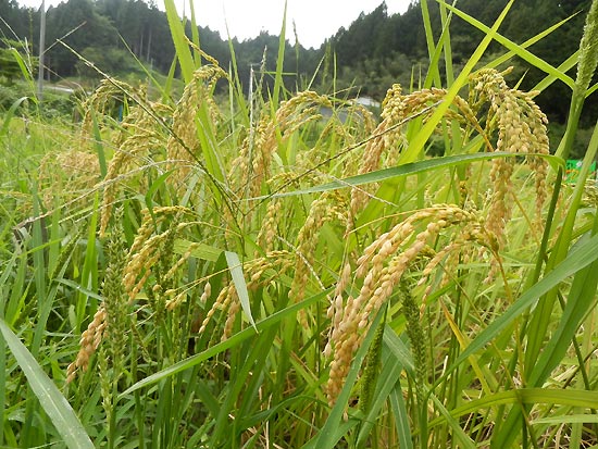9月5日の田んぼ(月光原小・西根小)_d0247484_1540401.jpg