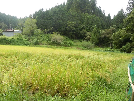 9月5日の田んぼ(月光原小・西根小)_d0247484_15452346.jpg